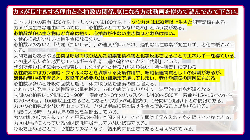 カメが長生きする理由